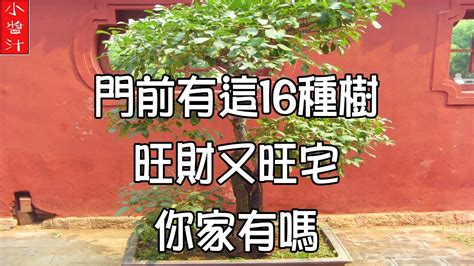 門前枯樹 風水|5種門前樹風水禁忌要注意